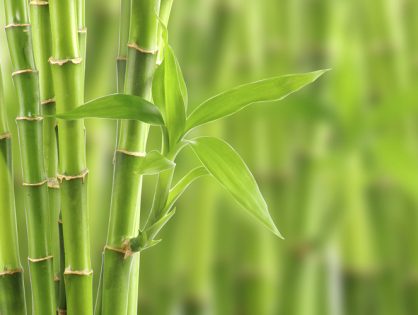 La fibra de bambú
